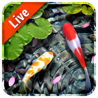 Koi Fish Live Wallpaper