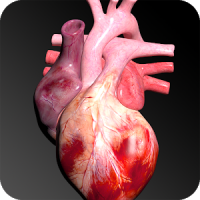 Sistema Circulatorio en 3D (Anatomia)