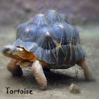 Tortoise Wallpaper LWP
