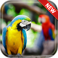 Parrot Wallpapers