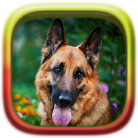 Picture Puzzle: German Shepherd Dogs