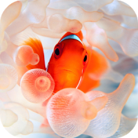 Clownfish Video Live Wallpaper