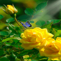 Yellow Rose Butterfly LWP