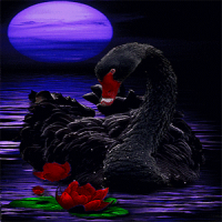 Black Swan Live Wallpaper