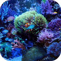 Marine Aquarium Live Wallpaper