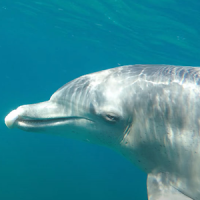 Unterwasser Schwimmen Delfin