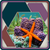 HexSaw - Undersea