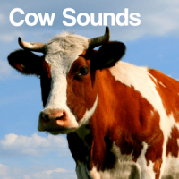 Cow Sounds