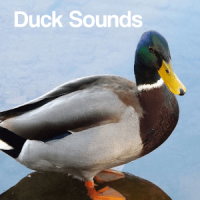 Duck Sounds