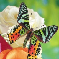 Butterflies Jigsaw Puzzles