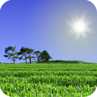 Cornfield Live Wallpaper