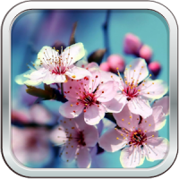 Flowers Wallpapers ✿