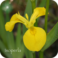 Wild Flower Id Automatic Recognition British Isles