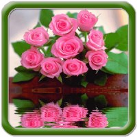 아름 다운 분홍색 꽃