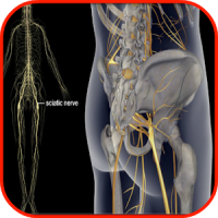 Sciatic Nerve Treatment