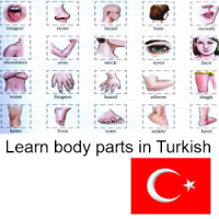 Learn Body Parts in Turkish