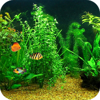 Fish Tank HD Live Wallpaper