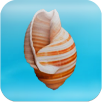 Cheeky Conch Shell (Oracle)