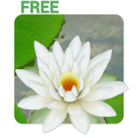 3D Lotus Pond Live Wallpaper Free