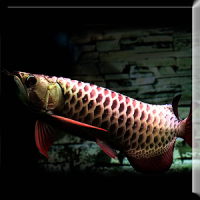 Dark Blue Arowana Fish LWP