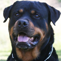 Rottweiler Fondos