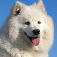 Samoyed वॉलपेपर