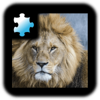 직소퍼즐: 사자 퍼즐 맞추기