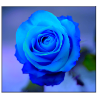 blaue Rose Live Wallpaper