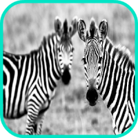 Zebra Fond d'écran