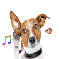 Dog Ringtones n Stunning Dogs Wallpapers