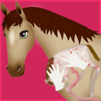 horse pregnancy surgery 2 game