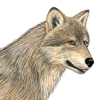 Mammals of North America