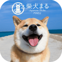 柴犬まる 無料きせかえ かわいい壁紙 アイコン による無料ダウンロード Jp Co A Tm Android Plus Shibainu Maru