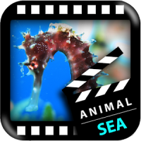 Melhores Animais do Mar