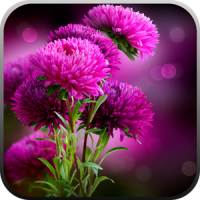 Live Wallpaper - Flowers