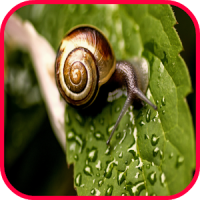 Snail Wallpaper