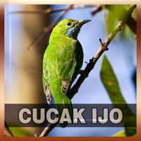 Suara Burung Cucak Ijo