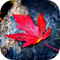 Red Leaves Live Wallpaper