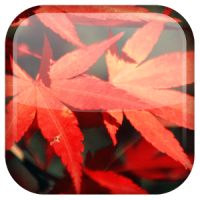 Autumn Live Wallpaper