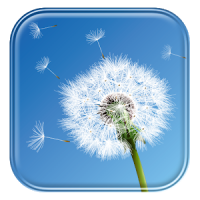 Dandelion Live Wallpaper