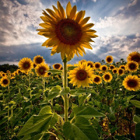 Sunflower Wallpaper HD
