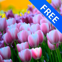 3D Springtime Tulips Free