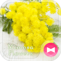 Cute Theme-Mimosa Flowers-