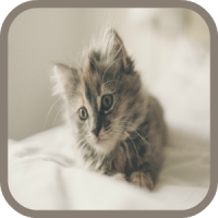 Kitten Sounds and Puzzles Free