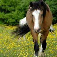 Animaux Wild Horse Wallpapers