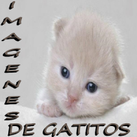 Imagenes de gatitos
