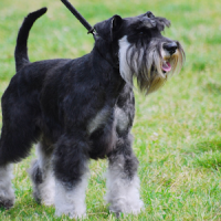 Miniature Schnauzer Dogs Theme