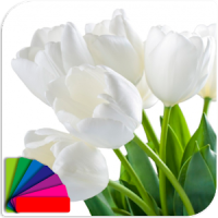 Theme - Tulips