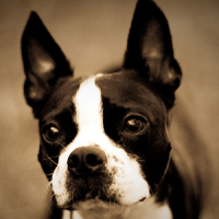 boston terrier wallpapers