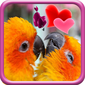 Love Birds Live Wallpaper